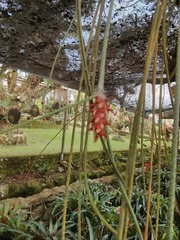 Acanthostachys strobilacea