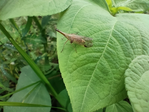 Raivuna graminea (Fabricius, 1803)
