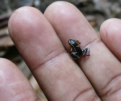 Eleutherodactylus iberia