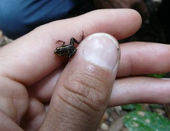 Eleutherodactylus iberia