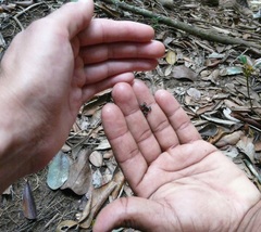 Eleutherodactylus iberia