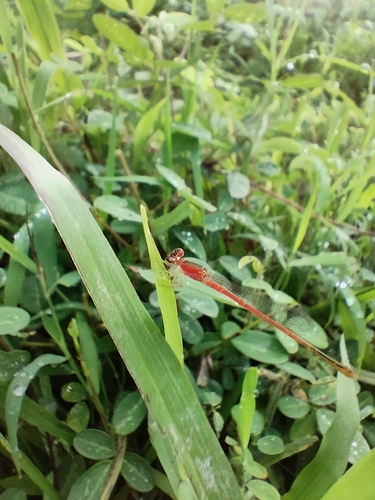 Narrow-winged Damselflies
