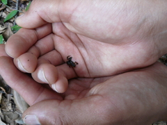 Eleutherodactylus iberia