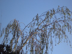 Leptasthenura aegithaloides