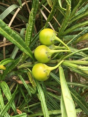 Solanum vescum