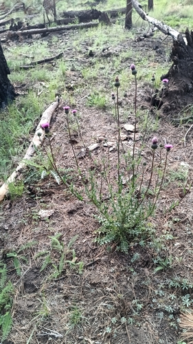 Graham's thistle (Cirsium grahamii)