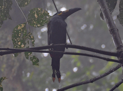 Andigena laminirostris