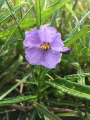 Solanum vescum