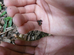 Eleutherodactylus iberia