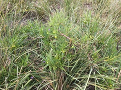 Solanum vescum