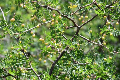 Bursera mirandae C.A.Toledo