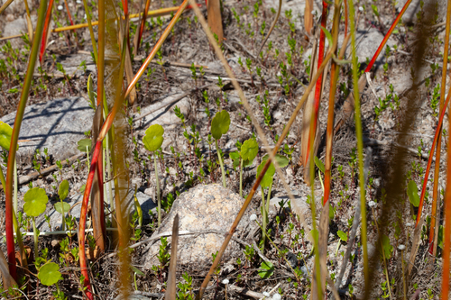 Juncus militaris, photograph 6