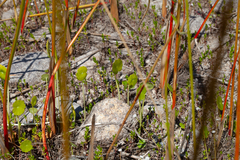 Juncus militaris, photograph (c) bobkennedy, some rights reserved (CC BY-SA)