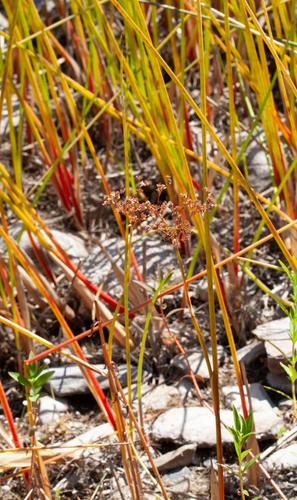 Juncus militaris, photograph 5