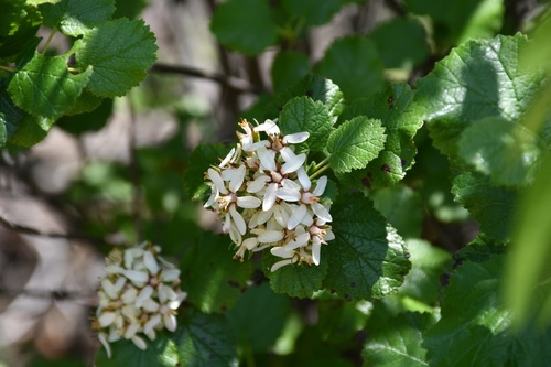 Pterostemon rotundifolius (Pterostemon rotundifolius)