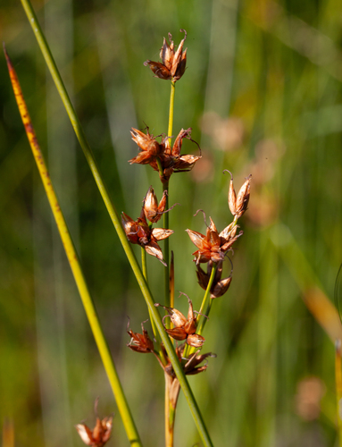 Smooth sawgrass (Cladium mariscoides)