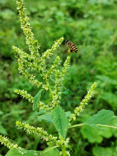 Cavity-nesting Honey Bees