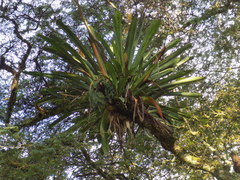 Aechmea latifolia