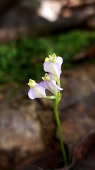 Burmannia biflora