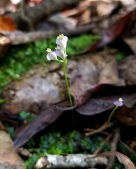 Burmannia biflora