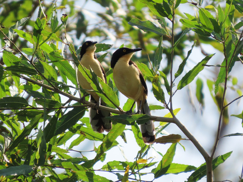 Black-capped Donacobius (Donacobius atricapilla), photo 7