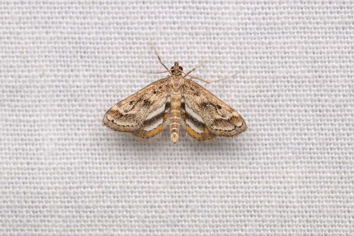 Obscure Pondweed Moth photo 3
