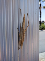 Pseudorhynchus mimeticus