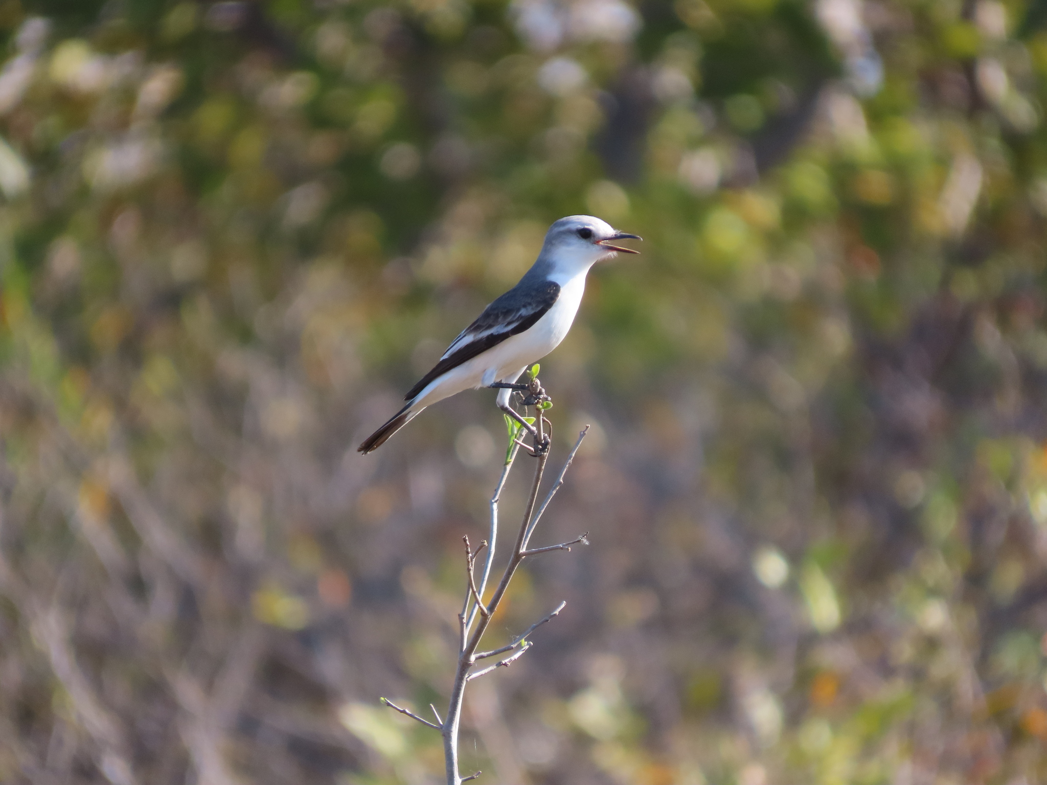 White-rumped Monjita (Xolmis velatus)