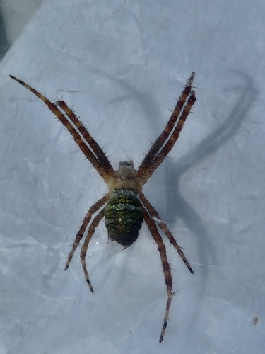 Argiope aemula (Walckenaer, 1841)