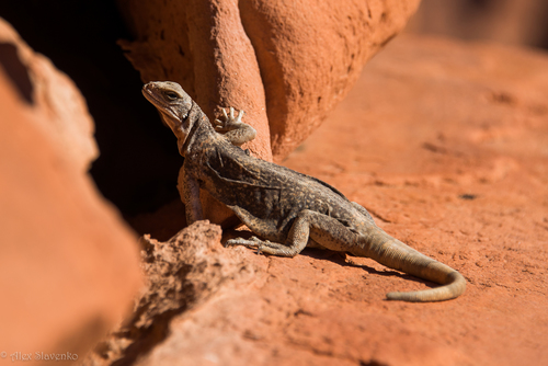 Common Chuckwalla