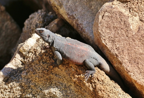 Common Chuckwalla