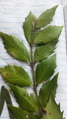 Atherosperma moschatum