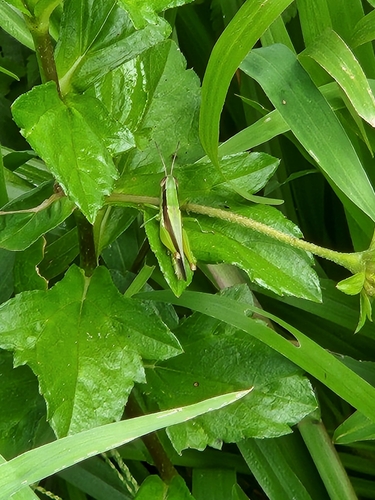 Rice Grasshoppers