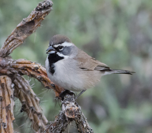 Black-throated Sparrow