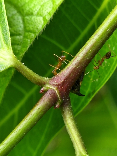 Formicine Ants