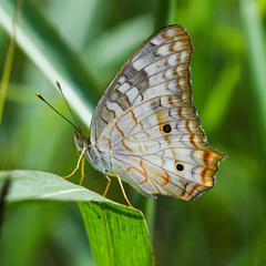 Anartia jatrophae luteipicta
