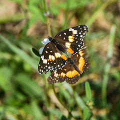 Chlosyne lacinia adjutrix