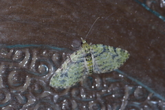 Chloroclystis neoconversa