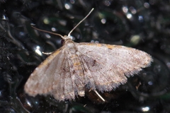 Araeopteron amoena