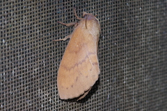 Dendrolimus okinawanus