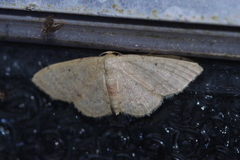 Idaea sakuraii