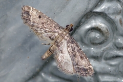 Sufetula sunidesalis
