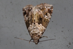 Maliattha signifera