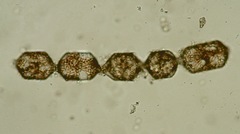Pleurosira laevis
