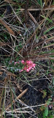 Vaccinium crenatum