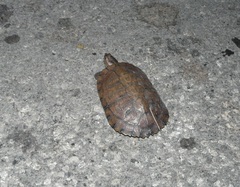 Trachemys decussata