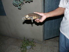 Trachemys decussata