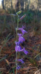 Lobelia reverchonii