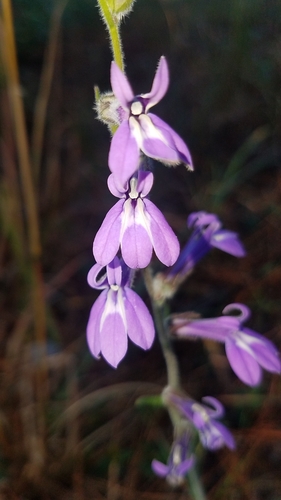 Image of Lobelia reverchonii by (c) Alan Rockefeller, some rights reserved (CC BY)