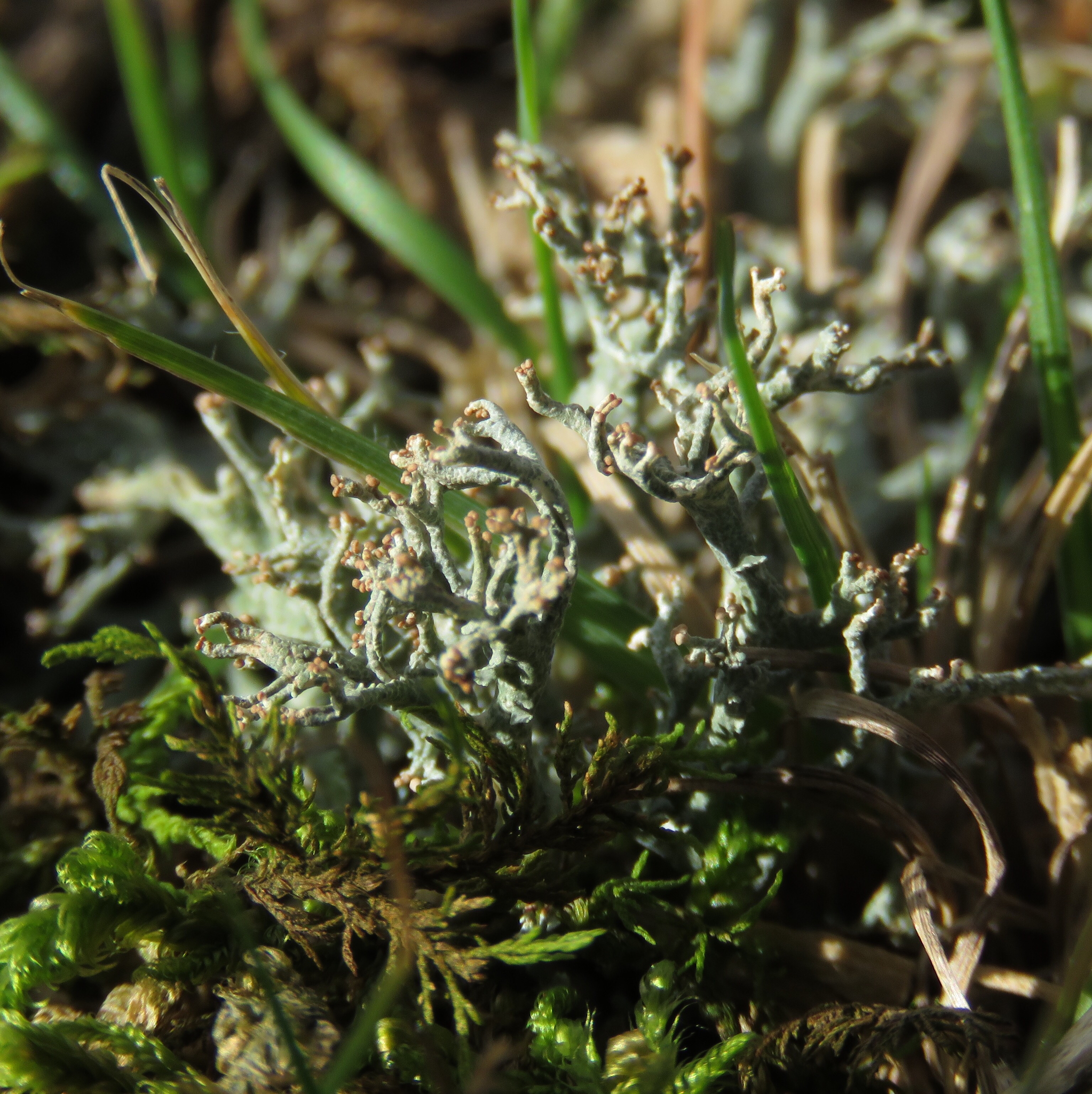 Cladonia furcata image